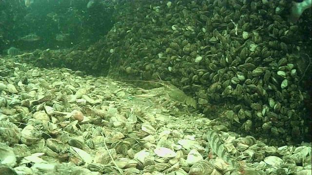 1000015512.mp4Волга гл.2м.17.04.2026г.