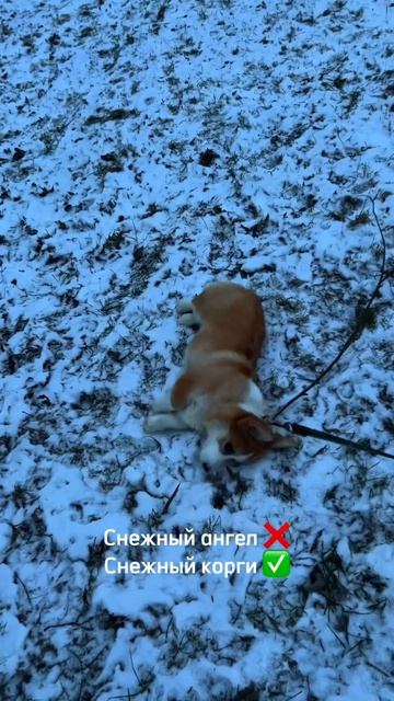 Коржик на каждый день! Заходи и смотри