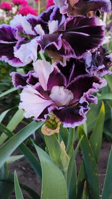 КЛАЙДЕСДЕЙЛ /CLYDESDALE (M. Смиф, 2013)