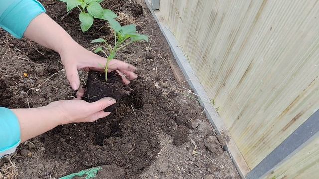 Высадила перцы. Посеяла редис.