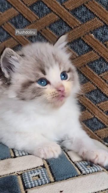 Питомник кошек породы рэгдолл Plushdollru
