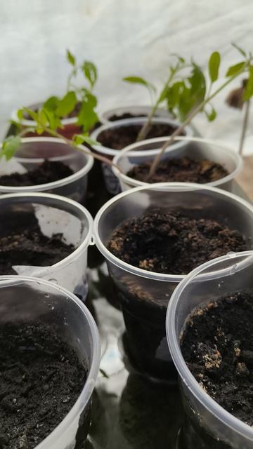 17 апреля #теплица #дача #садоводничество #огород #уходзатеплицей