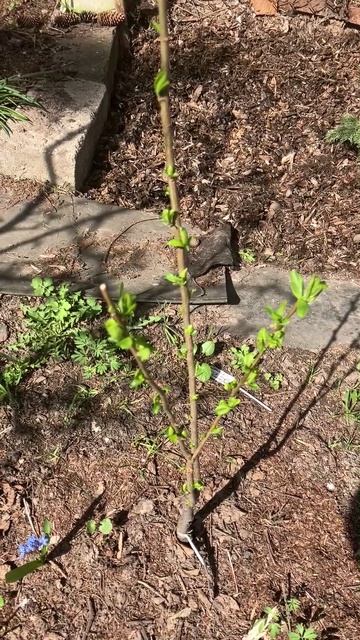 Что главное при выборе саженца