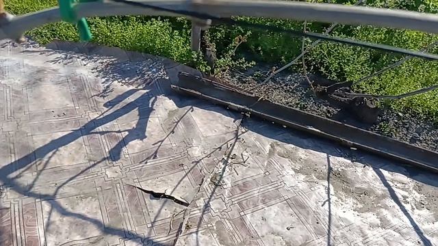 продолжение темы про жирующие побеги на винограде.