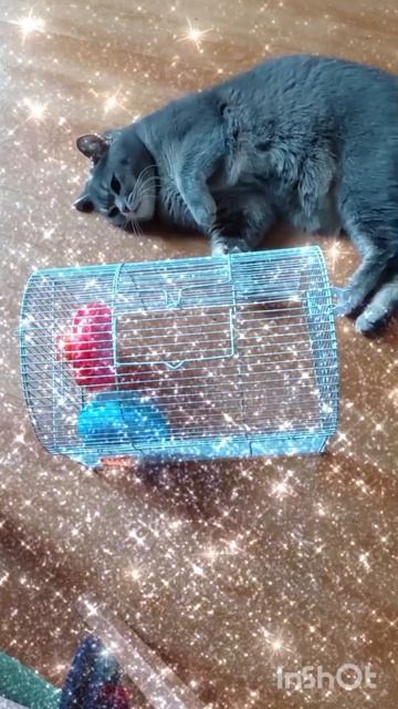 моя ктость🥰🐈