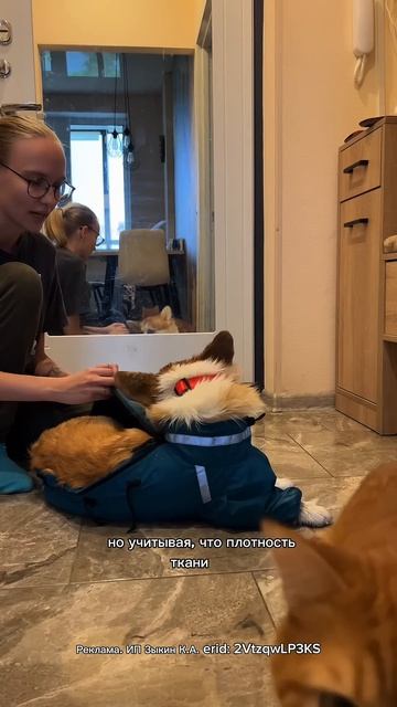 У нас модель «пирожочек» Corgik.ru #корги #коргипемброк #corgi #корж #коргисобака #одеждадлясобак