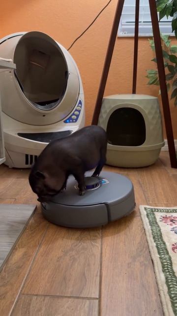 Video_2026-02-19_18-08-52