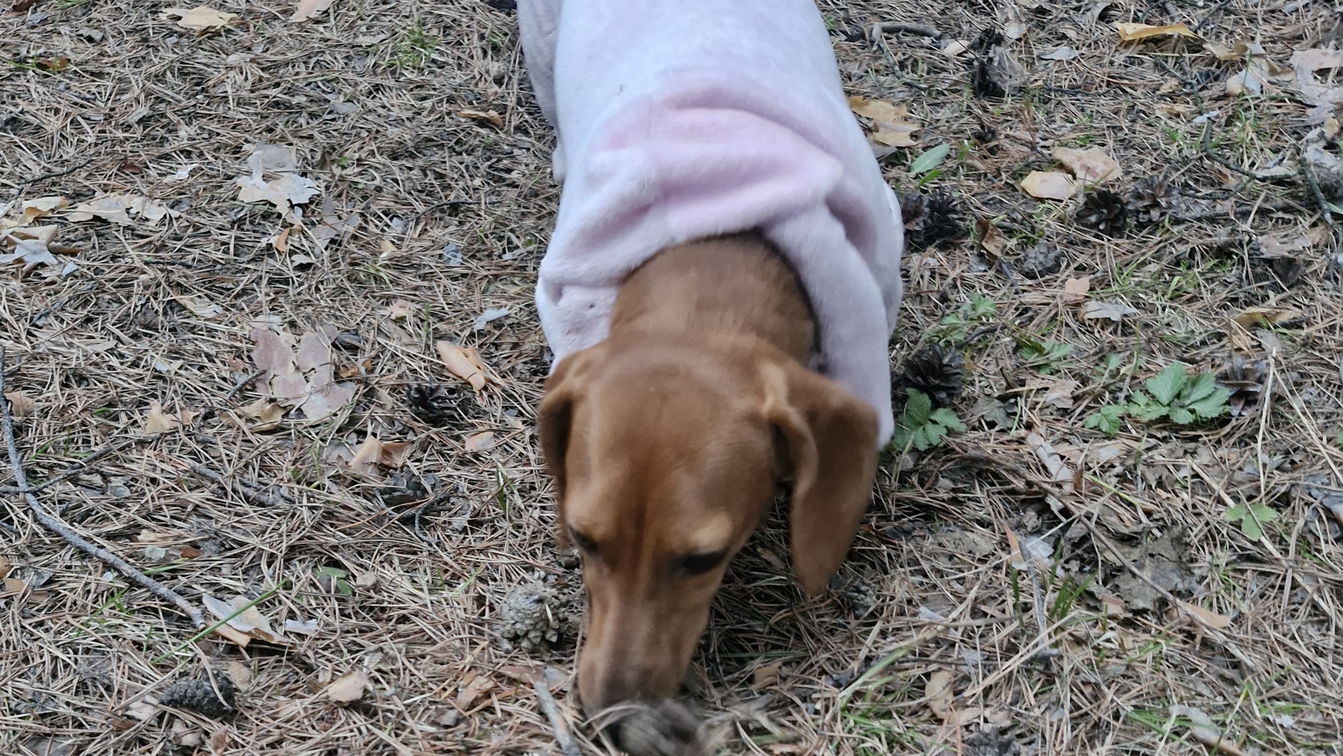 прогулка по лесу