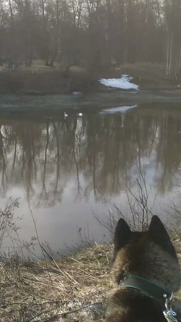 Торик и лебеди!