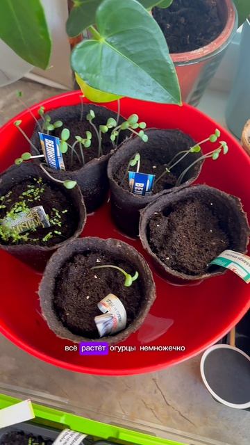 Рассада выжила за 3 дня без воды!