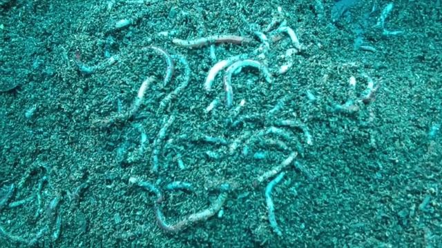 В каком субстрате жить хорошо?! 🐛🐛🐛