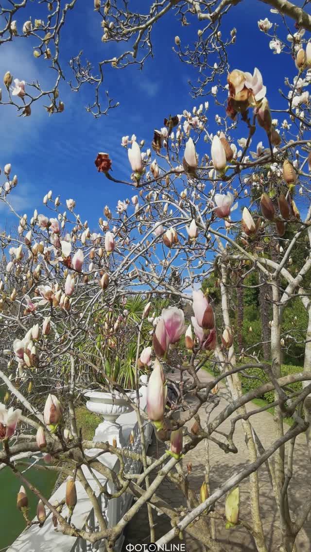 Парк Южные культуры, Сочи. Март 2026