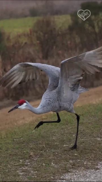 Флоридский журавль-красавка взлетает, а затем издает этот потрясающий парный крик!