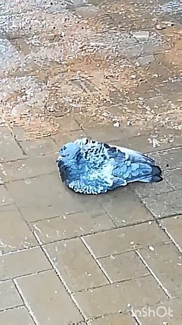 Был когда-то у нас дружочек Гоша.