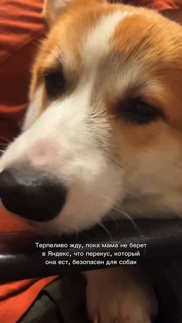 Корж каждый день! Переходи и смотри