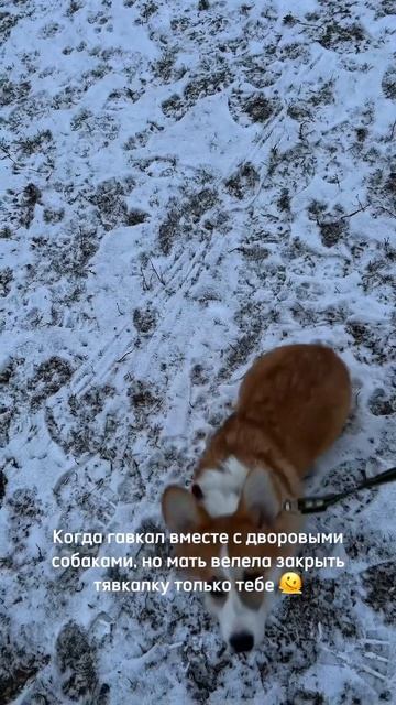 Жизненная жиза