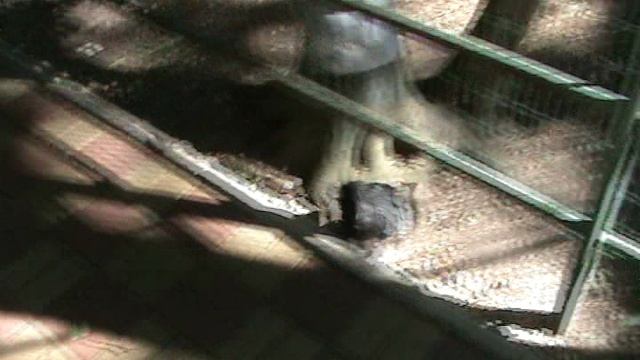 21)Б ПАРК ПОБЕДЫ ЗООПАРК