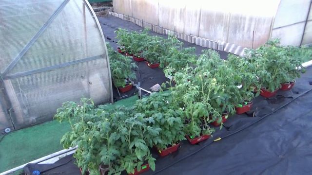 12 апреля 2025.  Сегодня мои Гномы ночевали на улице при 5 градусах! Обзор погоды, огорода.