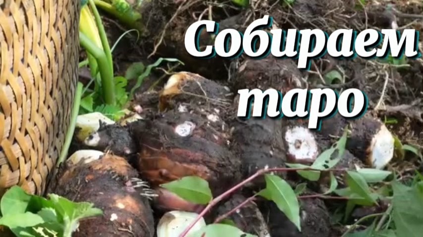 Собираем таро в высокогорье чтобы отнести на рынок для продажи.