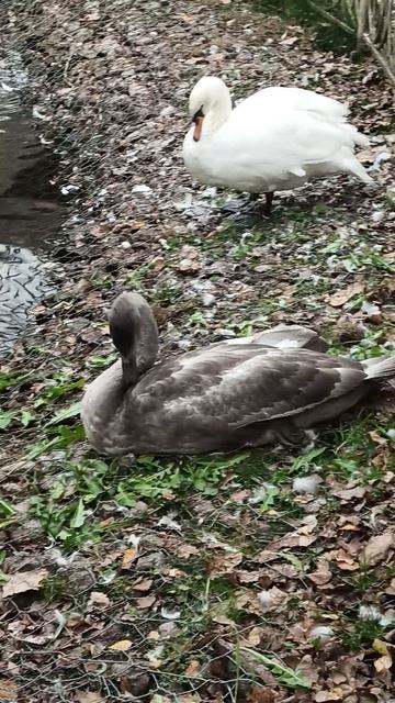 Семья лебедей.