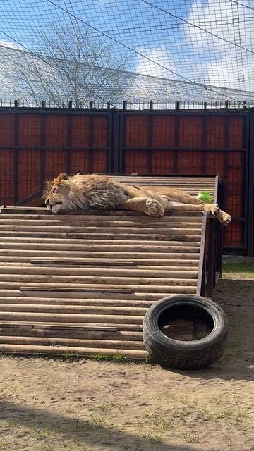 Повалюшечки