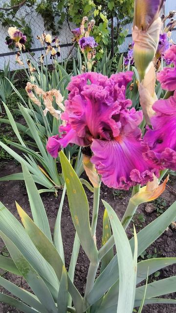 ОН ЗЭ ФРИНДЖ / ON THE FRINGE (T. Джонсон, 2023).mp4