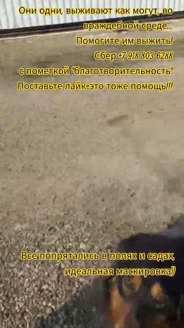 НАС107=106хвостиков  +1человек!