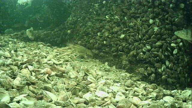 1000015511.mp4Волга гл.2м.17.04.2026г.