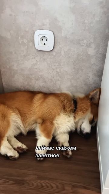 Подписывайся, чтобы не пропустить коржедень #корги #озвучка #corgi #шортс #милота #shorts