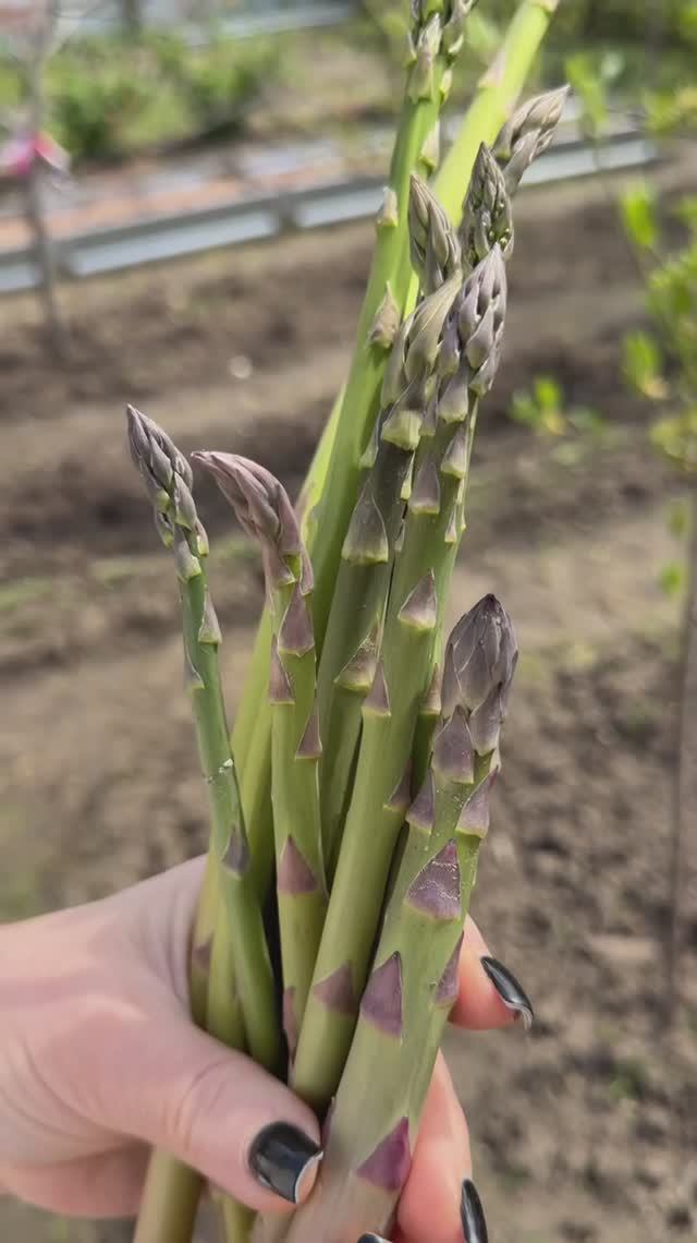 Выращиваем спаржу у себя в огороде