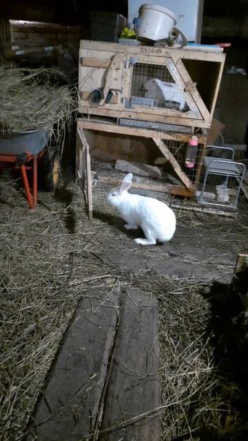 Доброе утро с нашего подворья #мойпитомец #моибудни #хозяйство