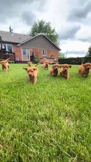 Так выглядит счастье