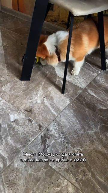 Подписывайся, чтобы не пропустить коржедень #корги #corgi #повседневность #dogsoftiktok#shorts