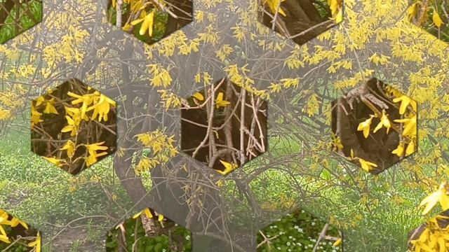 Цветущая форзиция - идеальное место для пряток🐈⬛