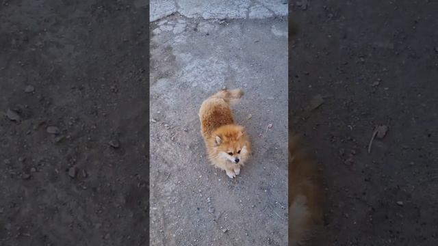 Спорт-борьба с депрессией. Мои милые пёсики. Ну вот, теперь все знают, где нас искать. 🙈