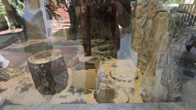 Из жизни рыси в Ленинградском зоопарке