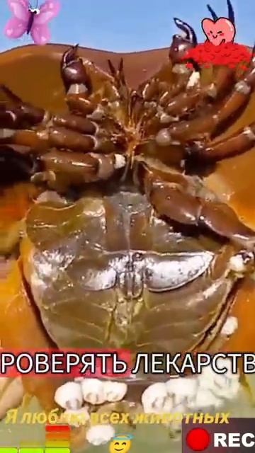 Животные-приколы и не только😉😅