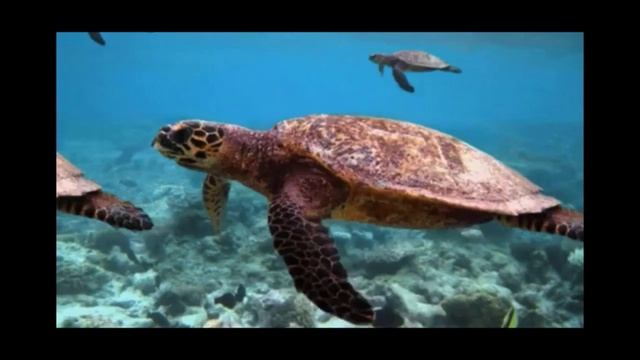 кто помогает сделать планету лучше