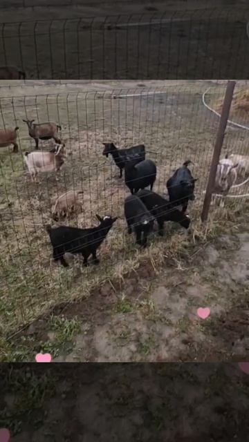 Petal_20260417_022612.mp4