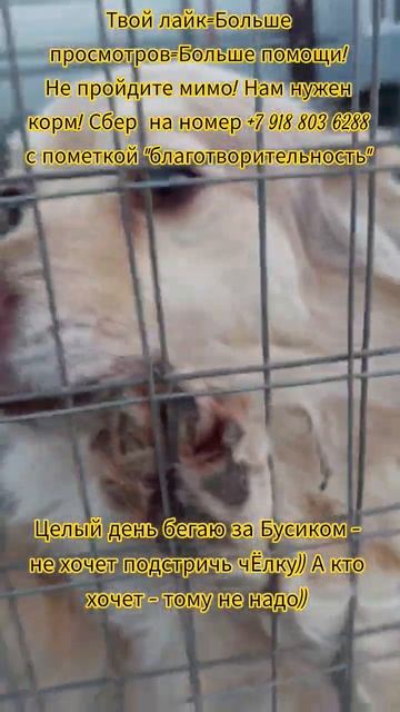 НАС107=106хвостиков  +1человек!