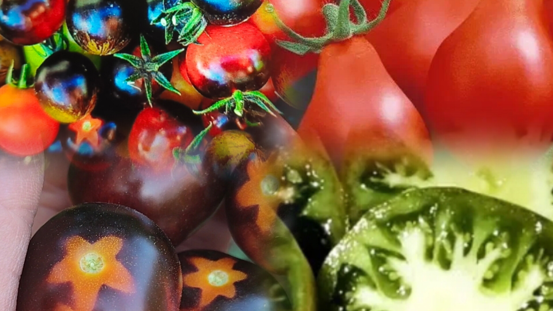 Моя томатная мини коллекция 🤗🍅😋