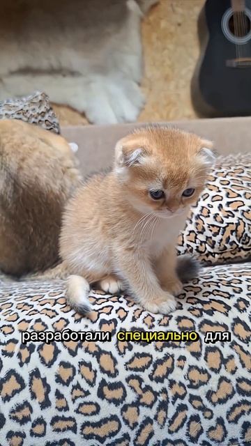 Кото-Факты день 10 (Часть 26)#cat #видосыоткота #Кото-Факты