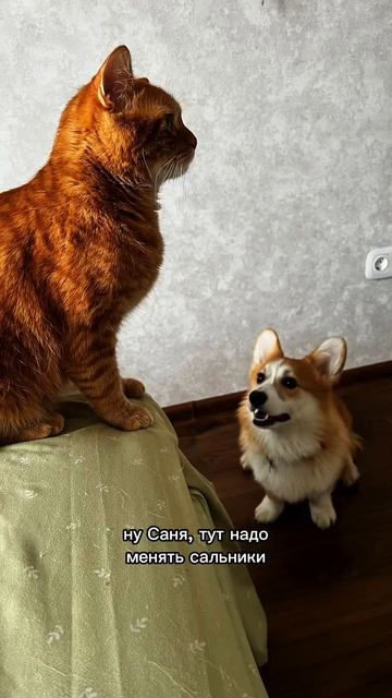 Порция хвостика каждый день