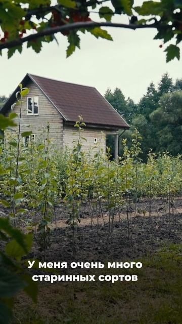 Старинные сорта яблонь, которые пережили время #SemenaPartnerShorts
