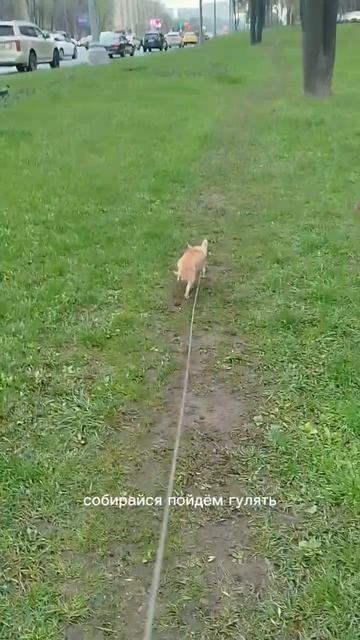 Сеня продолжает вести себя странно. Хорошо что ест нормально