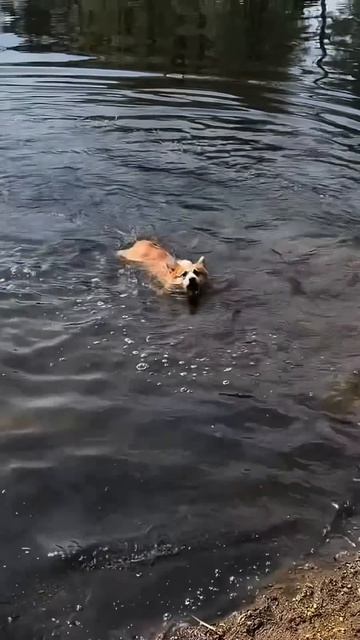 Подписка = ежедневная доза корги #корги #corgi #собака #corgishorts #tiktok #смешныевидео #corgidog