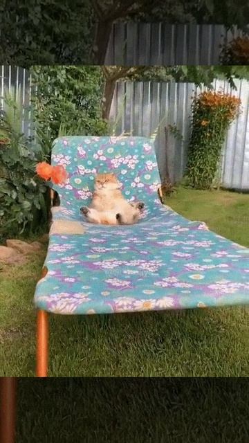 КОТ ОТДЫХАЕТ