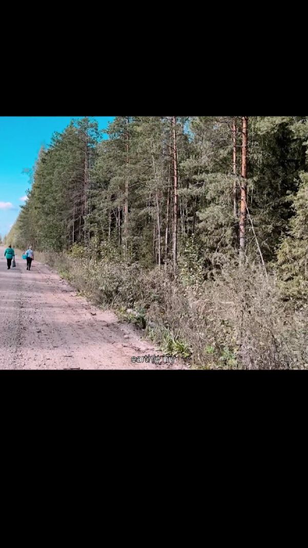 Потерялись и нашлись #земнойирий #природа #лес #красотаприроды #лесноеприключение