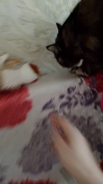 Играю с кошкой, она у нас обожает отбивать и ловить мышей