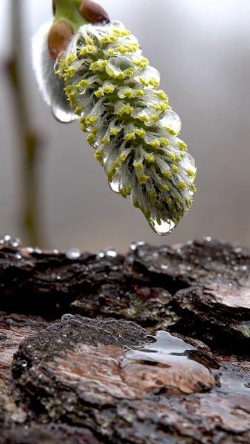 Микромомент, от которого невозможно оторваться